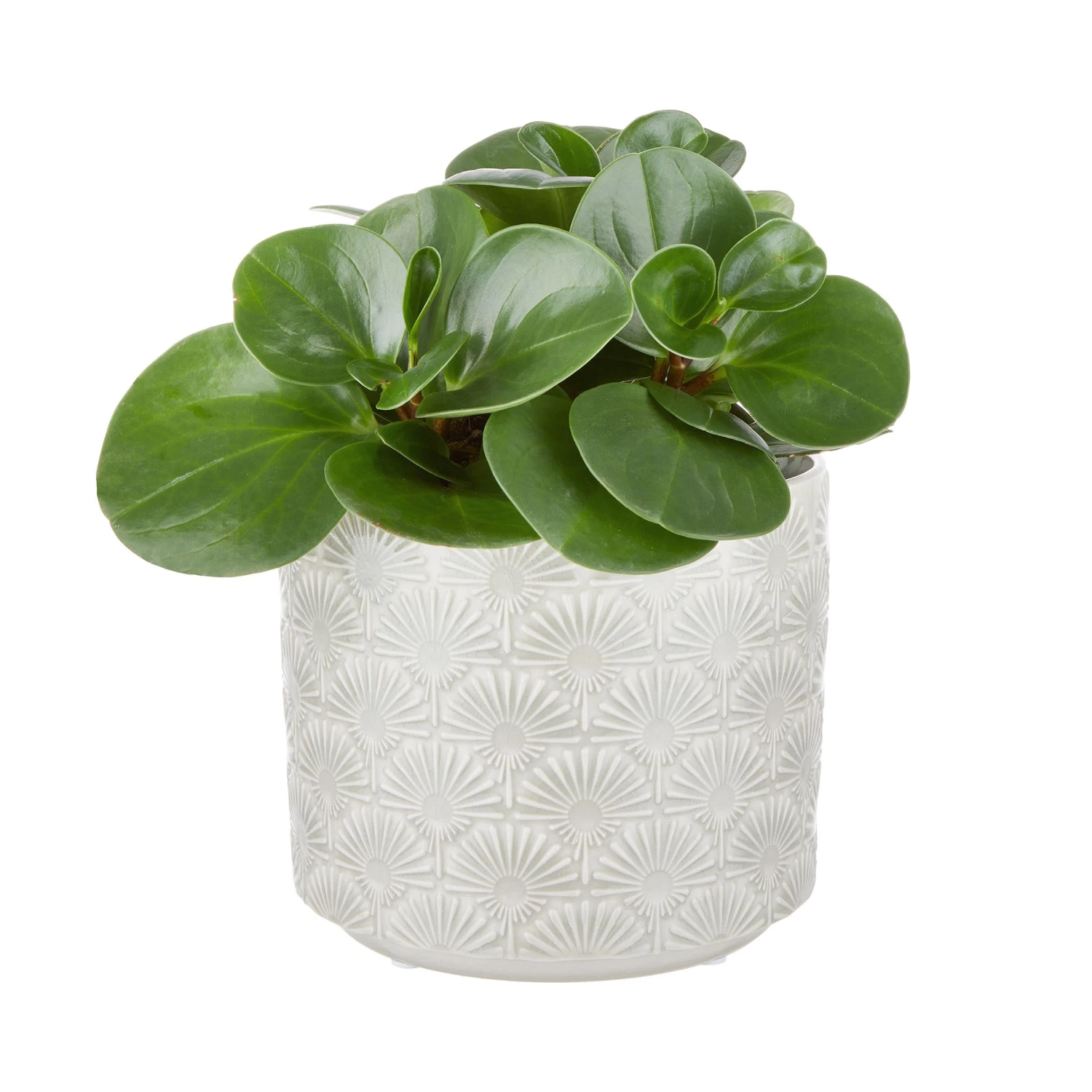 BLOOMY Blumentopf Ø17cm 2 BLOOMY Blumentopf Ø17cm – Bild 2