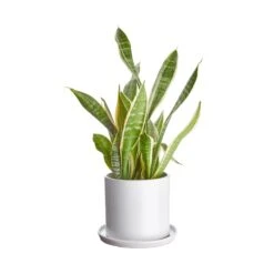PLANT PLACE Blumentopf Mit Teller Ø16cm -Haushaltsgegenstände Rabatte 10227638 1